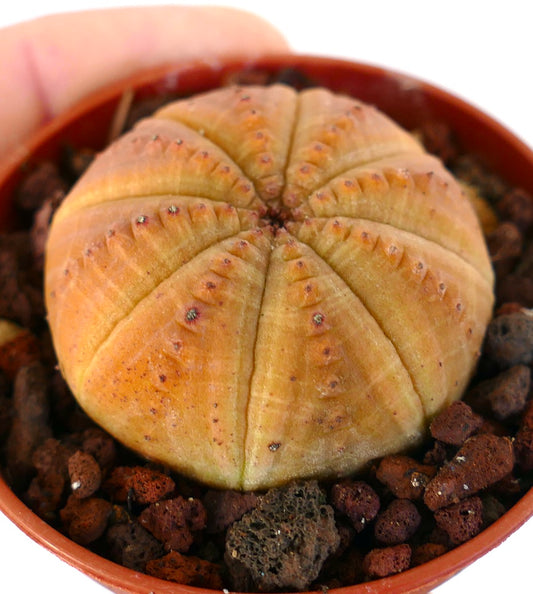 Euphorbia obesa succulent with rounded ribbed structure and yellow-orange tones in small pot