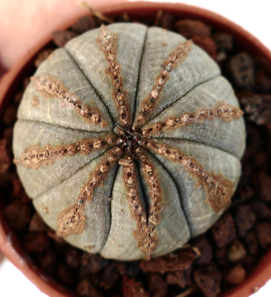 Euphorbia obesa succulent cactus with rounded shape and distinct brown ridges in pot