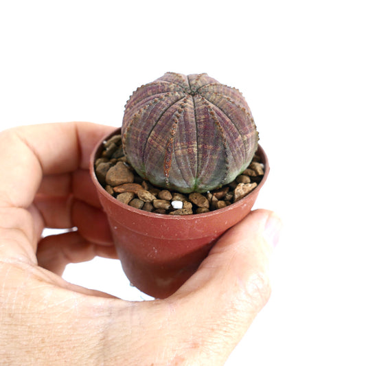 Euphorbia obesa succulent with rounded ribbed body and purple-green hues in small pot