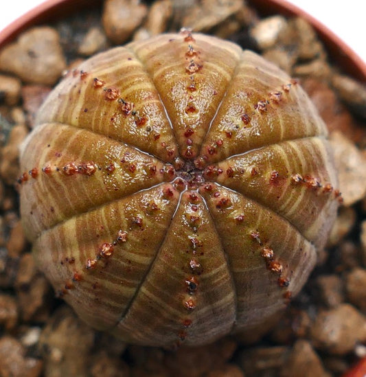 Euphorbia obesa succulent cactus with rounded ribbed body and small reddish tubercles