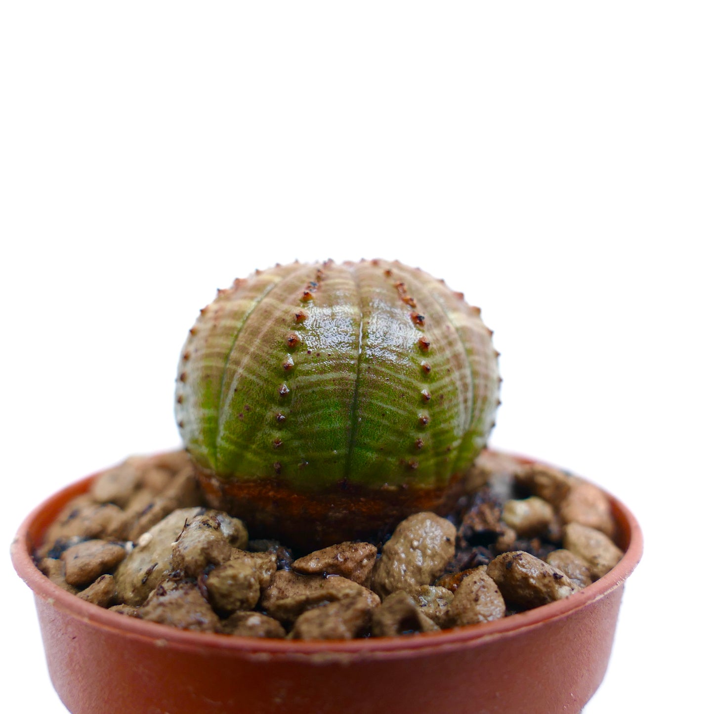 Euphorbia obesa succulenta cactus con corpo verde arrotondato e costolato e piccoli tubercoli marroni in vaso