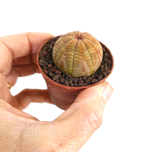 Euphorbia obesa small round succulent with ribbed brownish-green textured surface in pot
