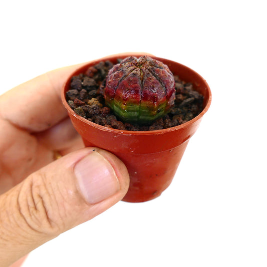 Euphorbia obesa small succulent with round ribbed body and red-green coloration in pot