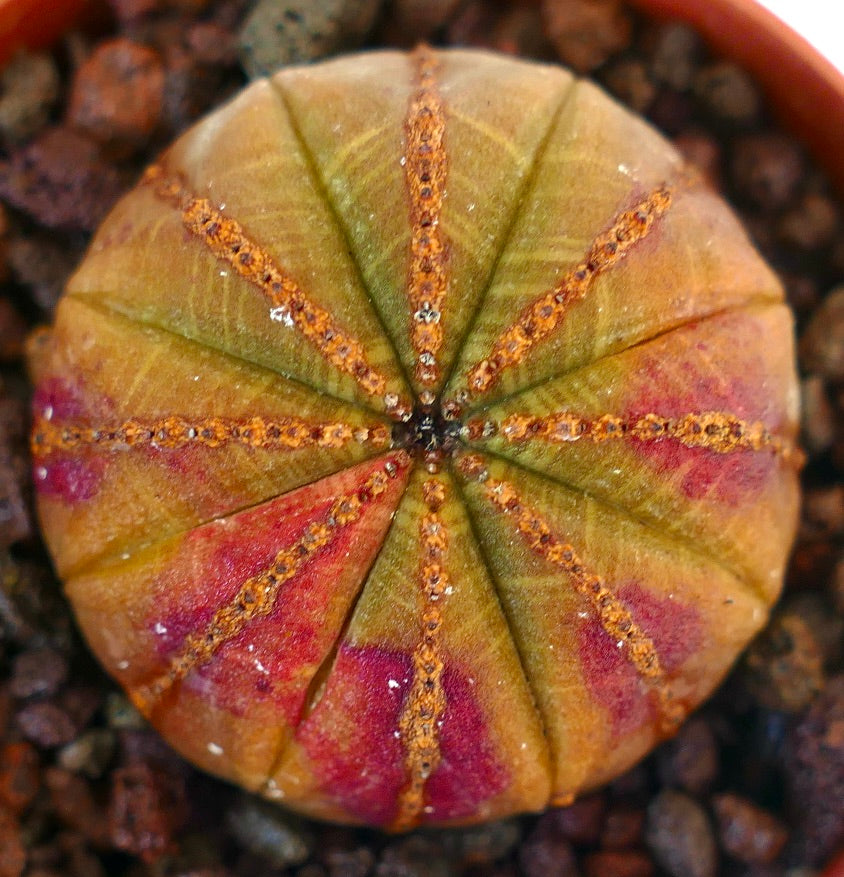 Euphorbia obesa seltene Sukkulente mit rundlicher Form und rot-grün gesprenkeltem Muster