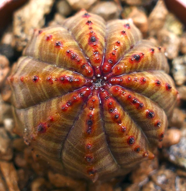 Succulenta Euphorbia obesa con corpo arrotondato e costolato e tubercoli con punte rosse su ghiaia