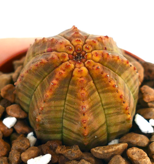 Euphorbia obesa succulent cactus with rounded ribbed body and subtle orange-brown pattern