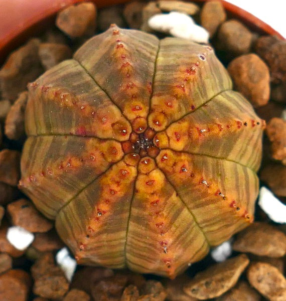 Succulenta Euphorbia obesa con corpo tondeggiante costolato e superficie con motivo arancione-marrone