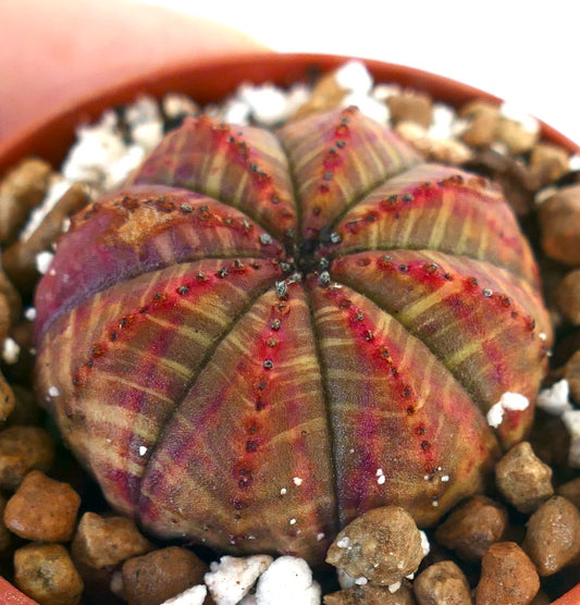 Euphorbia obesa succulent with rounded ridges and red-green variegated pattern in pot
