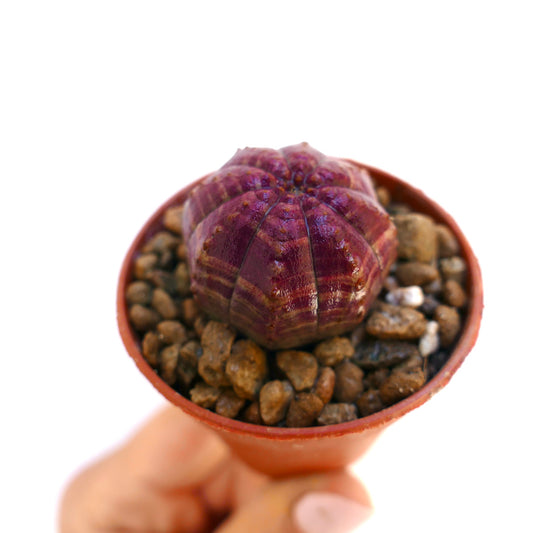 Euphorbia obesa rare succulent with rounded purple ribbed body in small pot