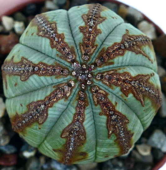 Round Euphorbia obesa cactus seen from above, showing symmetrical ribs decorated with brown arrow-like patterns on a green surface.
