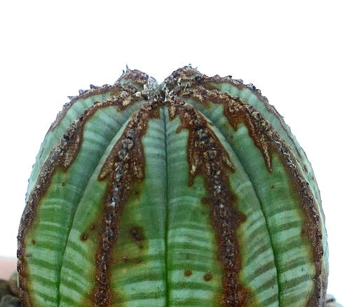 Vista verticale del cactus Euphorbia obesa che mostra la pelle verde costolata con marcature allungate a forma di freccia marrone vicino alla corona.