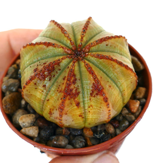 Euphorbia obesa photographed from an angle in a pot with gravel, highlighting its ribbed spherical form with irregular reddish-brown patches along the ribs.