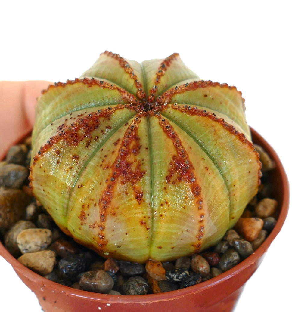 Vista laterale di Euphorbia obesa in un vaso di plastica, che mostra il suo corpo verde segmentato con motivi asimmetrici marrone-rossastri e una superficie a macchie.