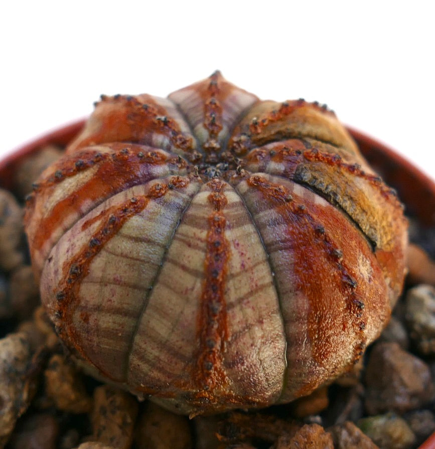 Euphorbia obesa raro succulento con costole asimmetriche dai motivi marroni e grigi