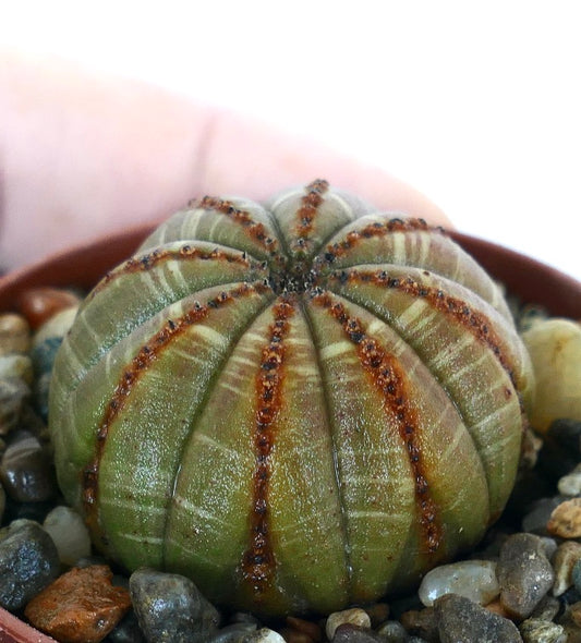 Rare Euphorbia obesa BALL BROWN GREY WITH BROWN LINES succulent, spherical with ribbed segments, muted grey-brown tones, and bold vertical brown lines, growing in a pot with pebbles.