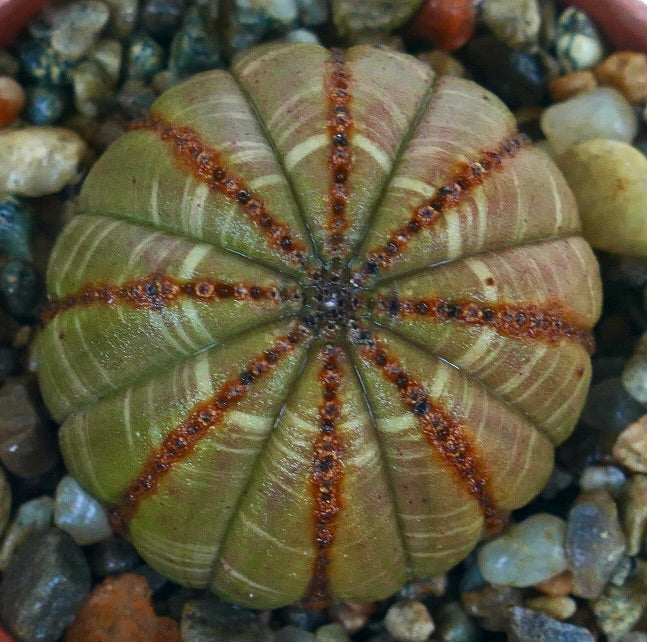 Vista dall'alto del cactus Euphorbia obesa BALL BROWN GREY WITH BROWN LINES, che mette in evidenza la sua forma uniforme a palla rotonda, la buccia grigio-verde e le strisce radiali marroni.