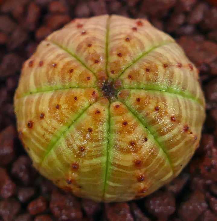 ユーフォルビア・オベサ 多肉質の球形サボテン 緑のリブと茶色の斑点付き