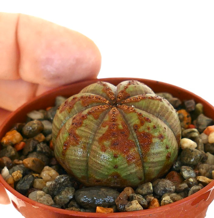 超希少 綴化 ユーフォルビア オベサ Euphorbia obesa 良形 選抜 超希少 綴化 ユーフォルビア オベサ Euphorbia obesa 良形 選抜
