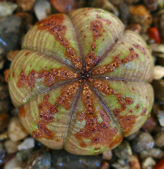 Top view of Euphorbia obesa, highlighting its spherical shape with radial ribs and scattered reddish-brown mottling on a light green base.