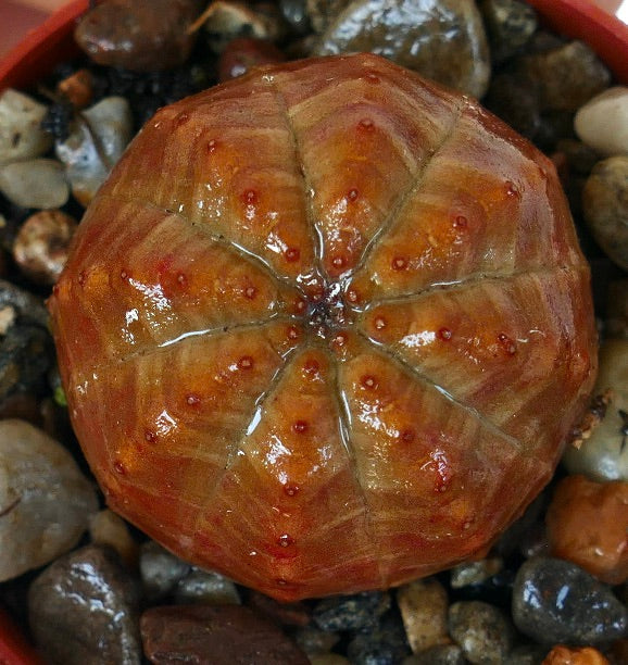 Vista dall'alto di Euphorbia obesa forma arancione, che mette in evidenza la sua forma sferica simmetrica con pelle arancione-marrone e tubercoli uniformemente distanziati lungo le costole.