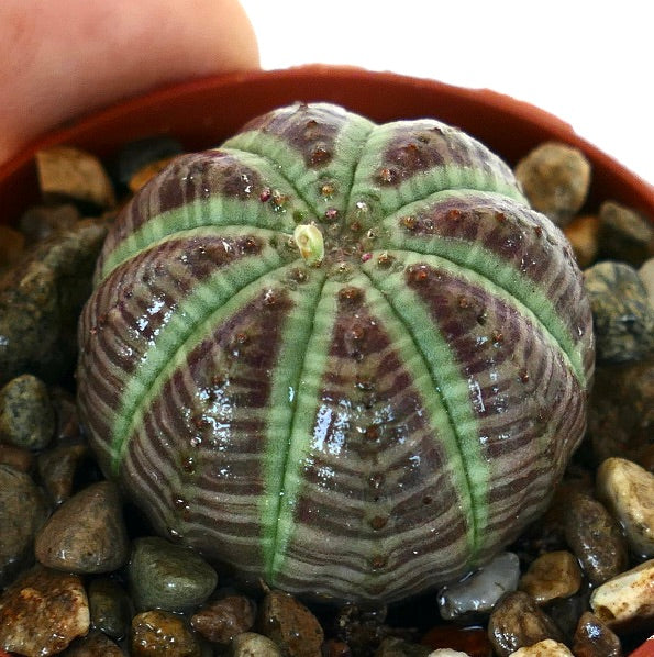 希少 変形 3株 選抜 ユーフォルビア オベサ Euphorbia obesa 希少 変形 3株 選抜 ユーフォルビア オベサ Euphorbia obesa