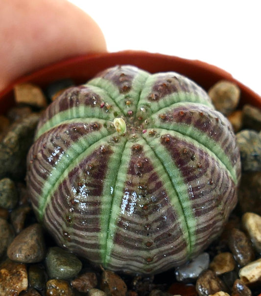 Angled view of Euphorbia obesa purple form, a spherical succulent with alternating green ribs and purple shading, highlighted by rows of dotted tubercles.