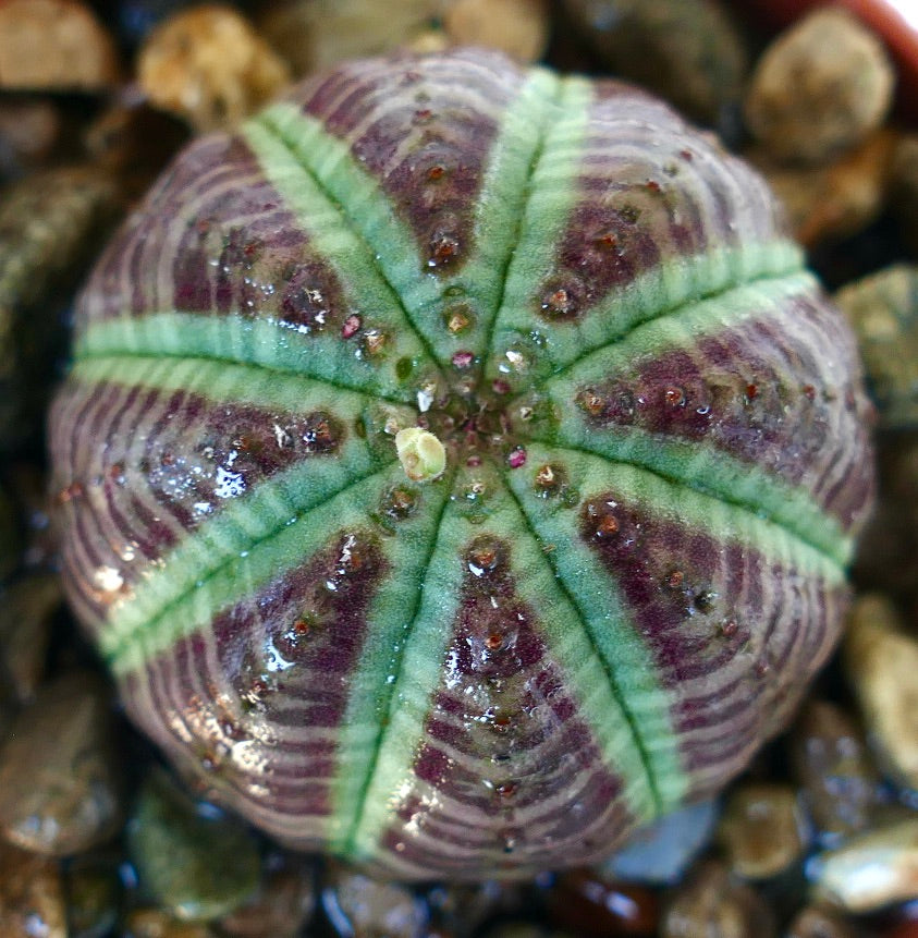 Top view of Euphorbia obesa purple-green form, displaying a symmetrical eight-ribbed shape, vibrant green ribs contrasting with purple bands, and small tubercles near the crown.