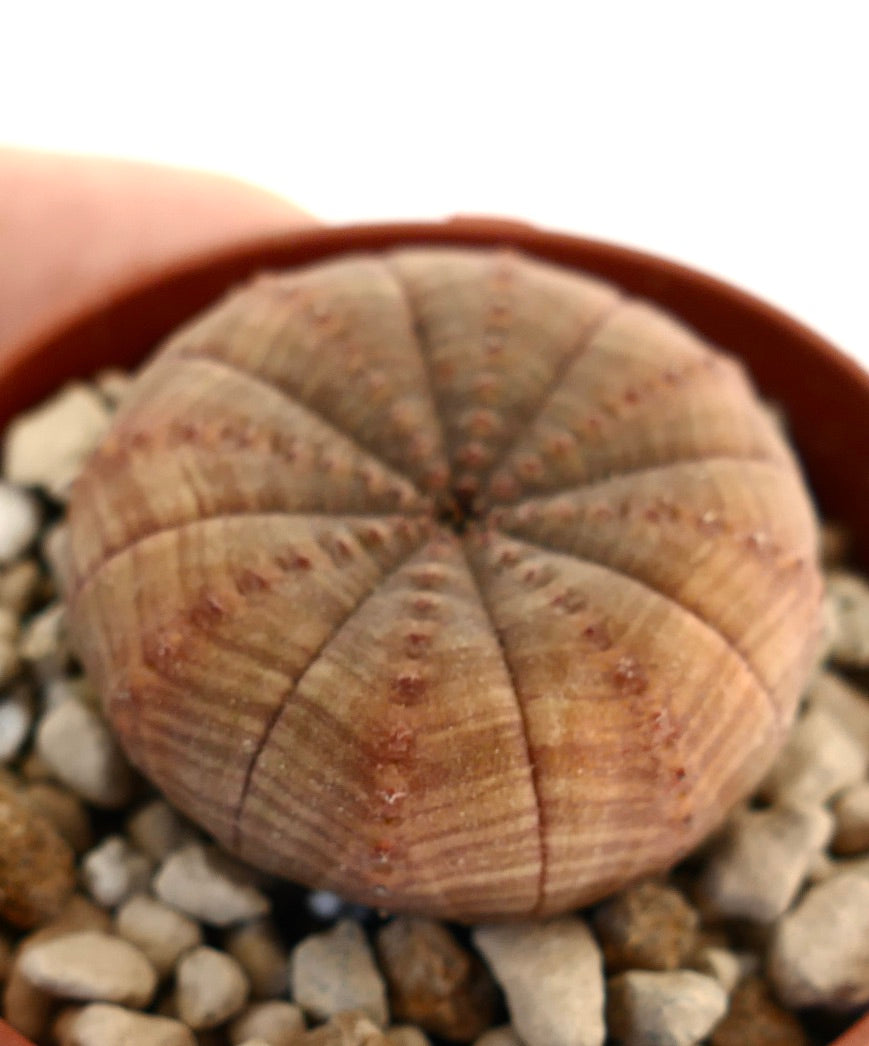 Euphorbia obesa, cactus succulento dalla forma arrotondata e piatta con tonalità marrone-arancioni in vaso