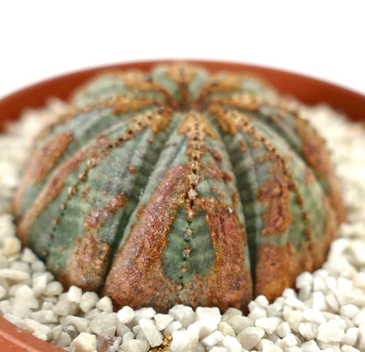 Euphorbia obesa succulent cactus with brown textured markings and rounded ribbed shape