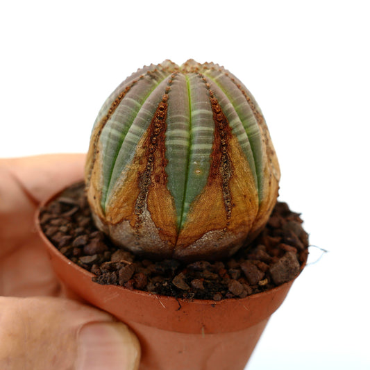 Euphorbia obesa succulent cactus with rounded shape and brown textured markings in small pot