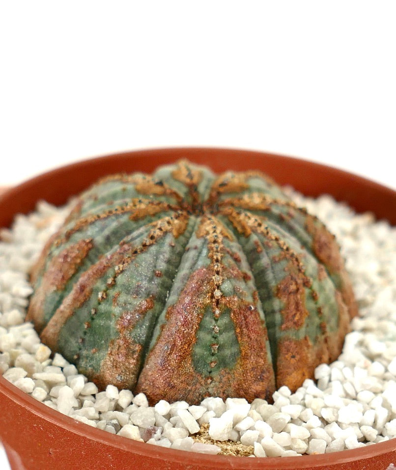 Succulenta Euphorbia obesa con forma arrotondata e marcature marroni testurizzate in vaso