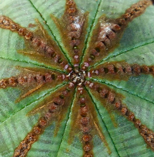 Euphorbia obesa succulent cactus with brown textured ridges and green body