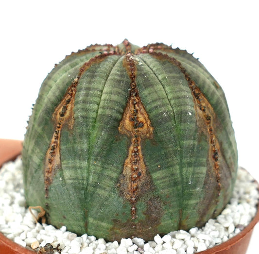 Euphorbia obesa succulent with rounded ribbed structure and brown textured markings