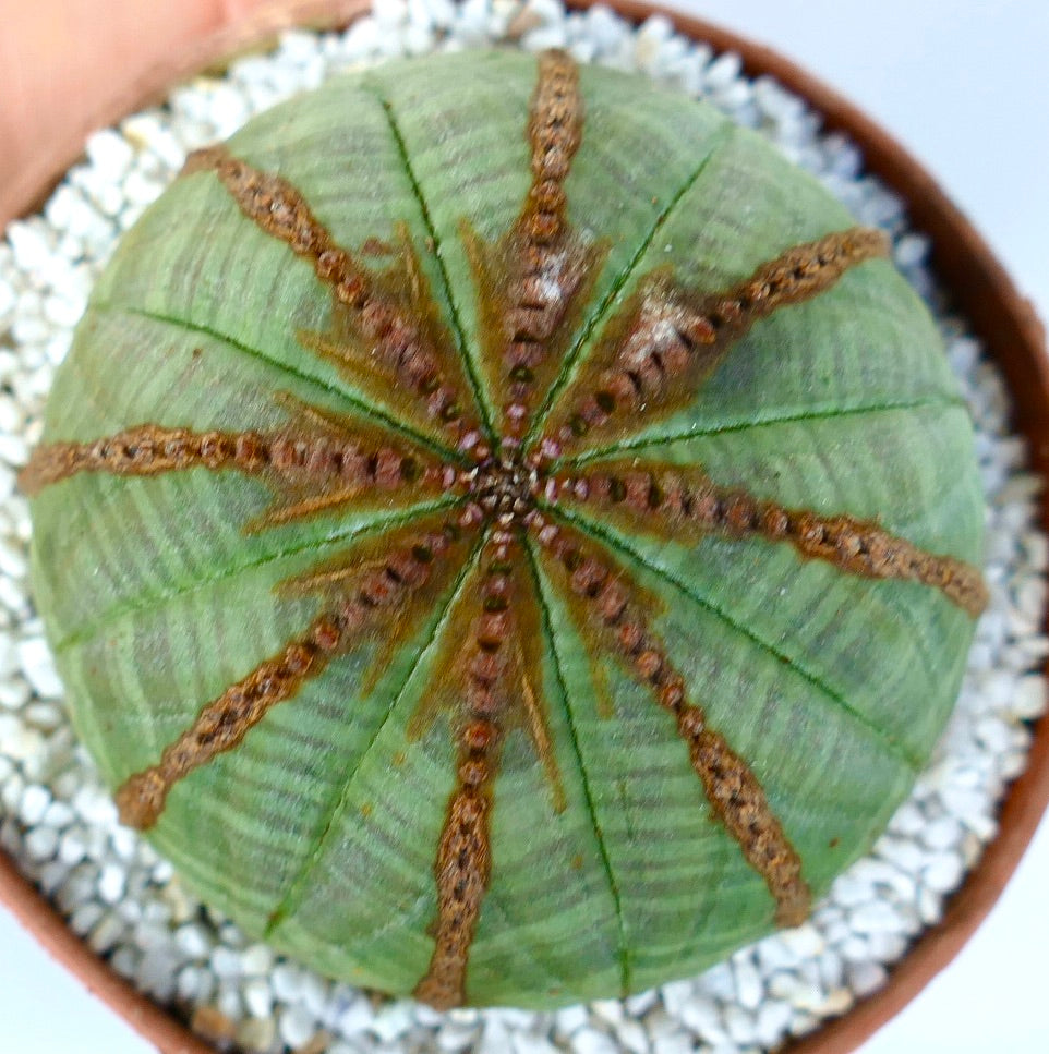 Cactus suculento Euphorbia obesa con forma redondeada y costillas marrones texturizadas en maceta