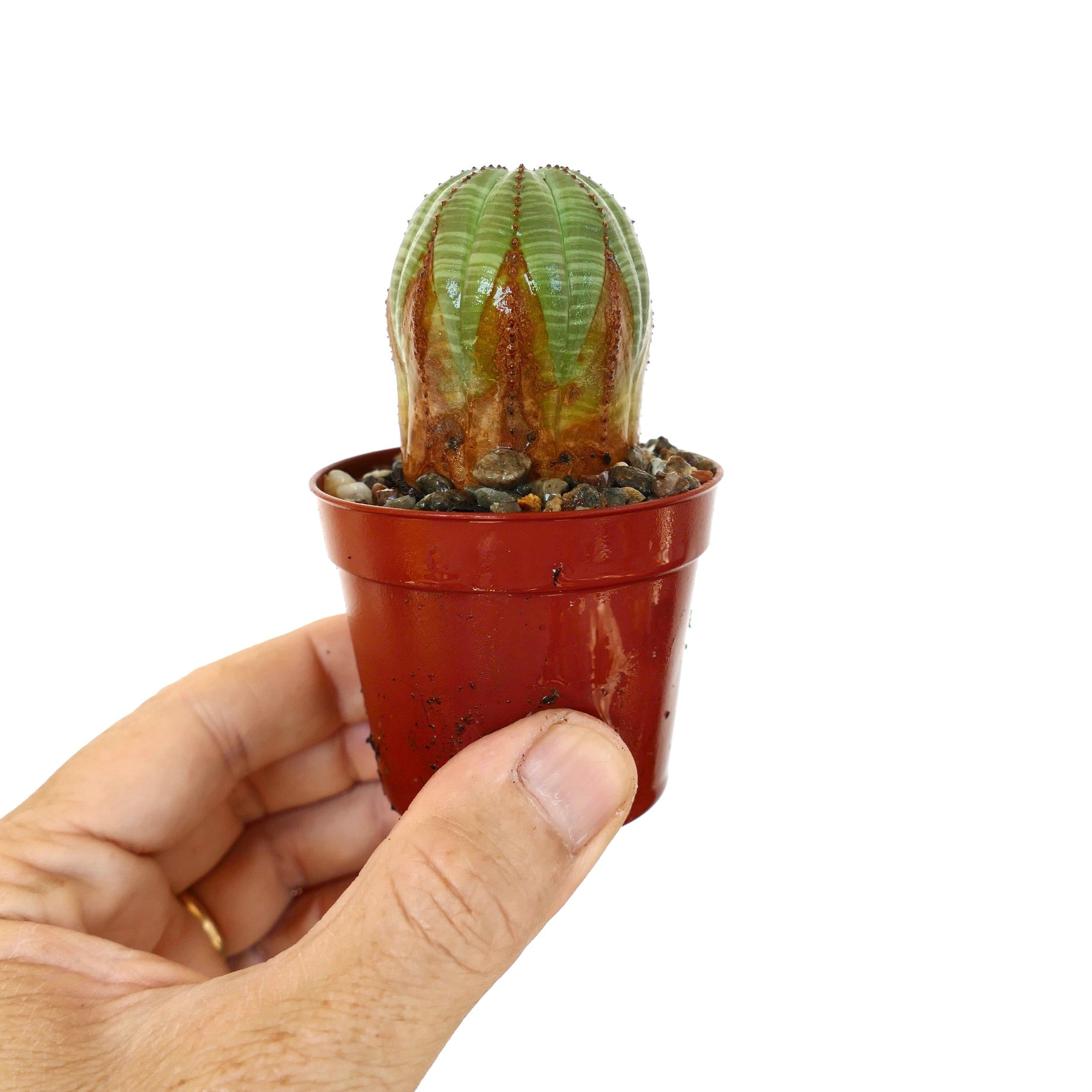 ユーフォルビア オベサ 3頭　レフトボタニカル　left botanical 鉢 ユーフォルビア オベサ 3頭 レフトボタニカル left botanical 鉢