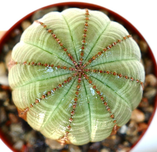 Top view of Euphorbia obesa showing its round shape with eight green ribs lined with tiny reddish-brown bumps.