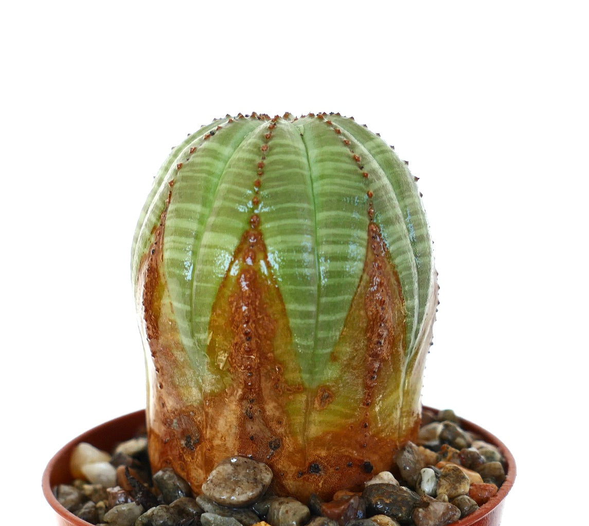 Close-up side view of Euphorbia obesa in a pot, displaying its tall spherical form with green and brown vertical stripes.