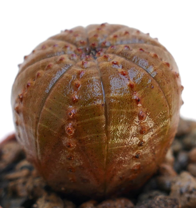 Euphorbia obesa succulenta con corpo arrotondato e costolato di colore marrone e piccoli tubercoli rossi