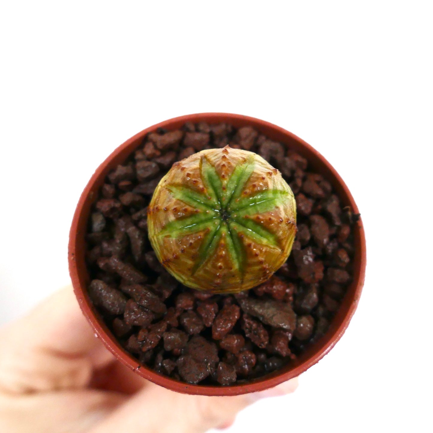 Euphorbia obesa liten sukkulent med rund kropp og grønt stjernemønster på toppen