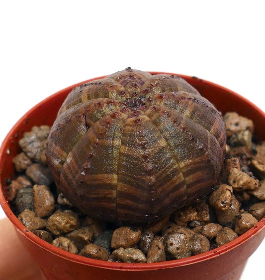 Euphorbia obesa succulent with dark brown striped pattern and rounded ribbed structure in pot