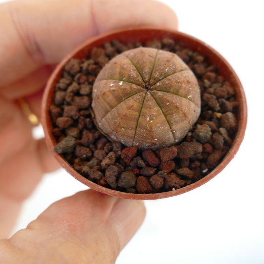 Euphorbia obesa small round succulent with brownish striped pattern in pot