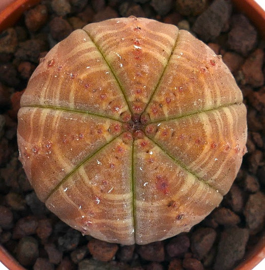 Euphorbia obesa rare succulent with brownish striata pattern and rounded ribs