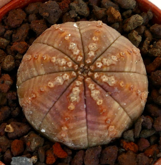 Euphorbia obesa succulenta dalla forma arrotondata e con marcature distintive sulla sommità nel terriccio