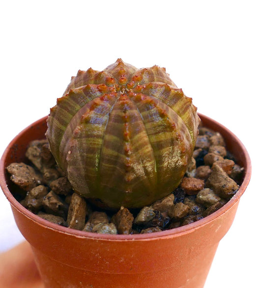 Euphorbia obesa succulent with rounded ribbed body and brown striped pattern in small pot