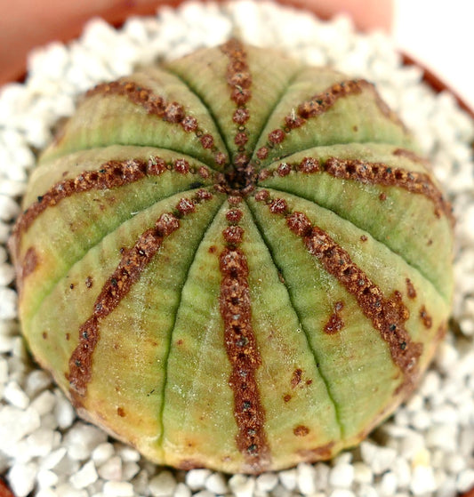 Euphorbia obesa succulent cactus with rounded shape and distinct brown vertical lines