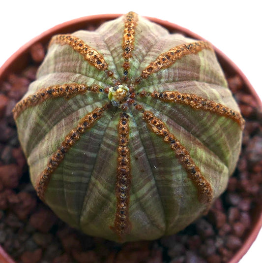 Succulente Euphorbia obesa avec une forme sphérique côtelée et des lignes brunes texturées sur les côtes