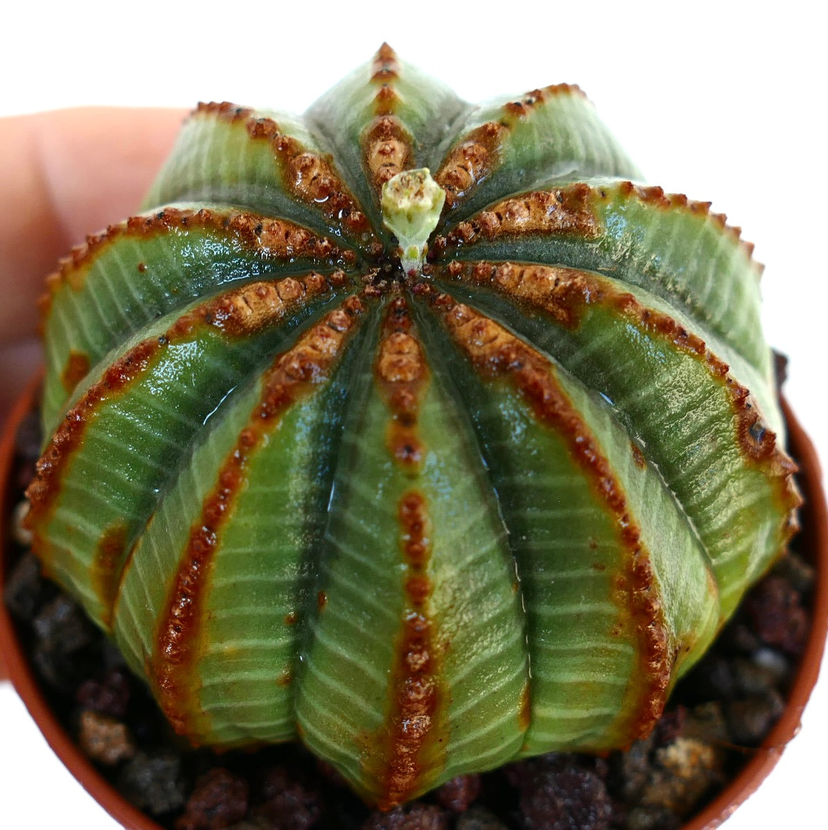 Euphorbia obesa, cactus succulento con corpo verde costoluto e linee marroni testurizzate