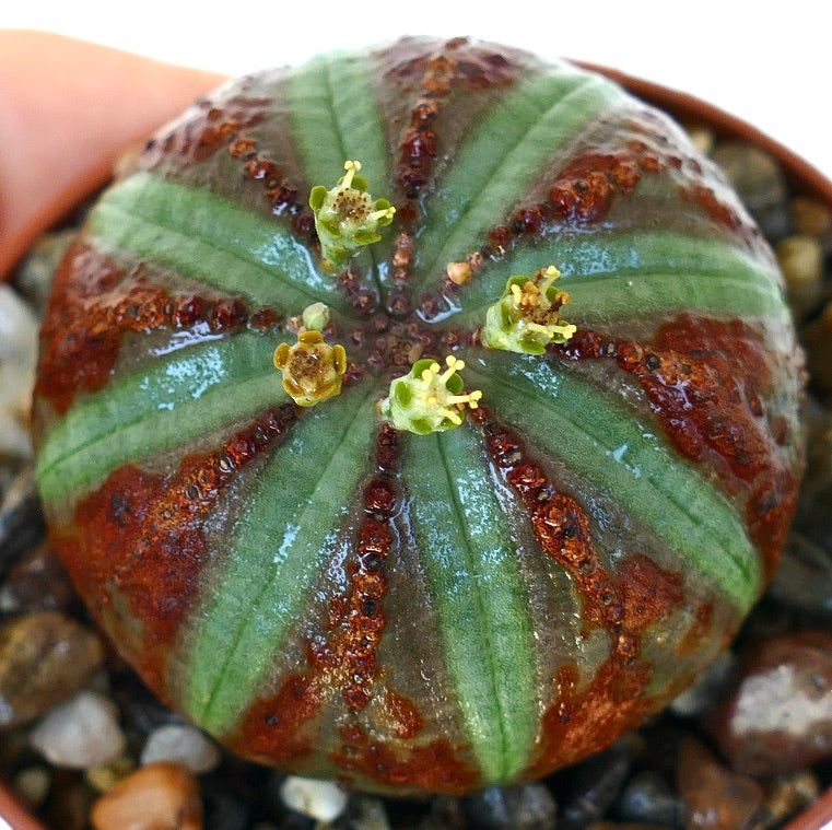 Top view of Euphorbia obesa displaying its symmetrical ribbed pattern with alternating green and reddish-brown sections, and four bright yellow cyathia flowers clustered at the center.