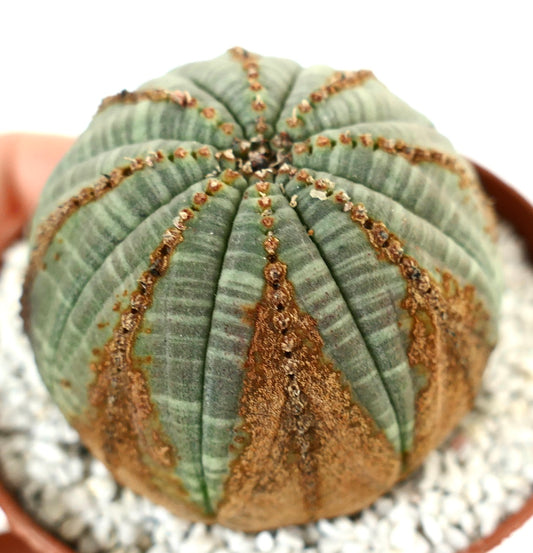 Succulenta cactus Euphorbia obesa con forma arrotondata e distintive macchie marroni