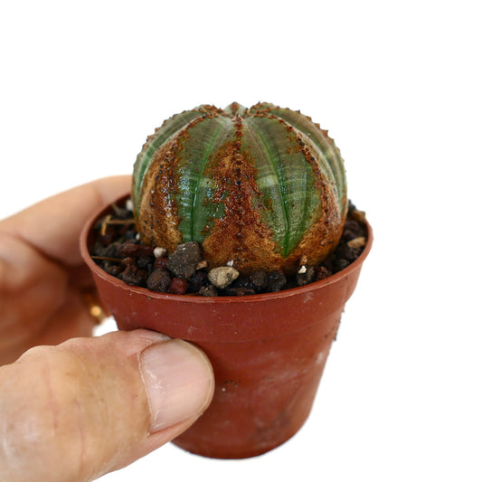 Mano che tiene una Euphorbia obesa in vaso, mostrando il suo corpo arrotondato verde con costolature verticali e grandi macchie marroni, piantata in ghiaia vulcanica.